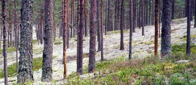 Barrskogen - ett ekosystem