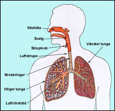 Respirationssystemet anatomi