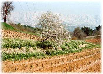 Un amandier en fleurs au milieu d'un vignoble. Au fond, on voit la montagne Sainte-Victoire
