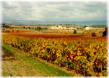 Vignobles à Villarzel