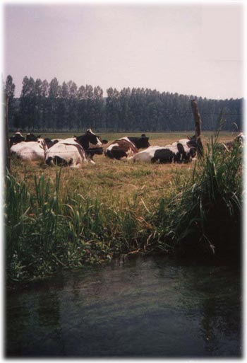Vaches en Normandie