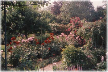 Roses, jardin de Monet