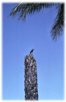 Petit oiseau sur un tronc de palmier
