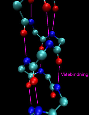 bild: En a-helix stabiliseras av vätebindningar.