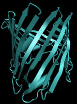 bild: Schematisk bild av strukturen hos proteinet porin, ett protein med mycket ß-struktur. Bilden visar bara själva polypeptid-kedjans sträckning. Betastruktur är illustrerad med hjälp av pilar.