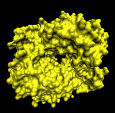 bild: Hemoglobin, det protein som transporterar syre i blodet. Bilden visar proteinets yta.