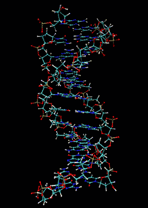 animering: Två antiparallella DNA-strängar