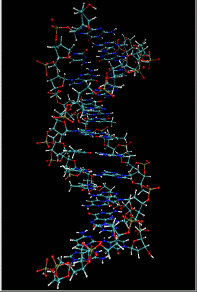 Animering: DNA-molekylen är en högervriden dubbelhelix