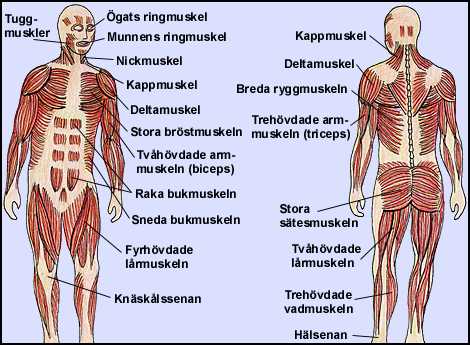 Muskelsystemet