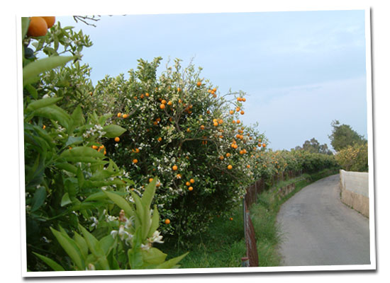 Foto på en väg genom en apelsinlund. 