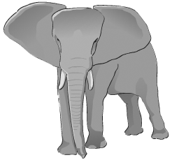Bild På Elefant